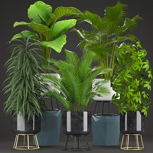 3D schefflera ficus palm tropical plants model