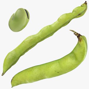 Broad Bean - 3D Scanned Collection 3D