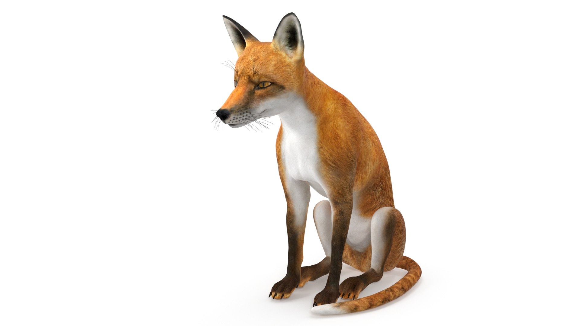 Wild Red Fox Sitting Pose 3D model preview