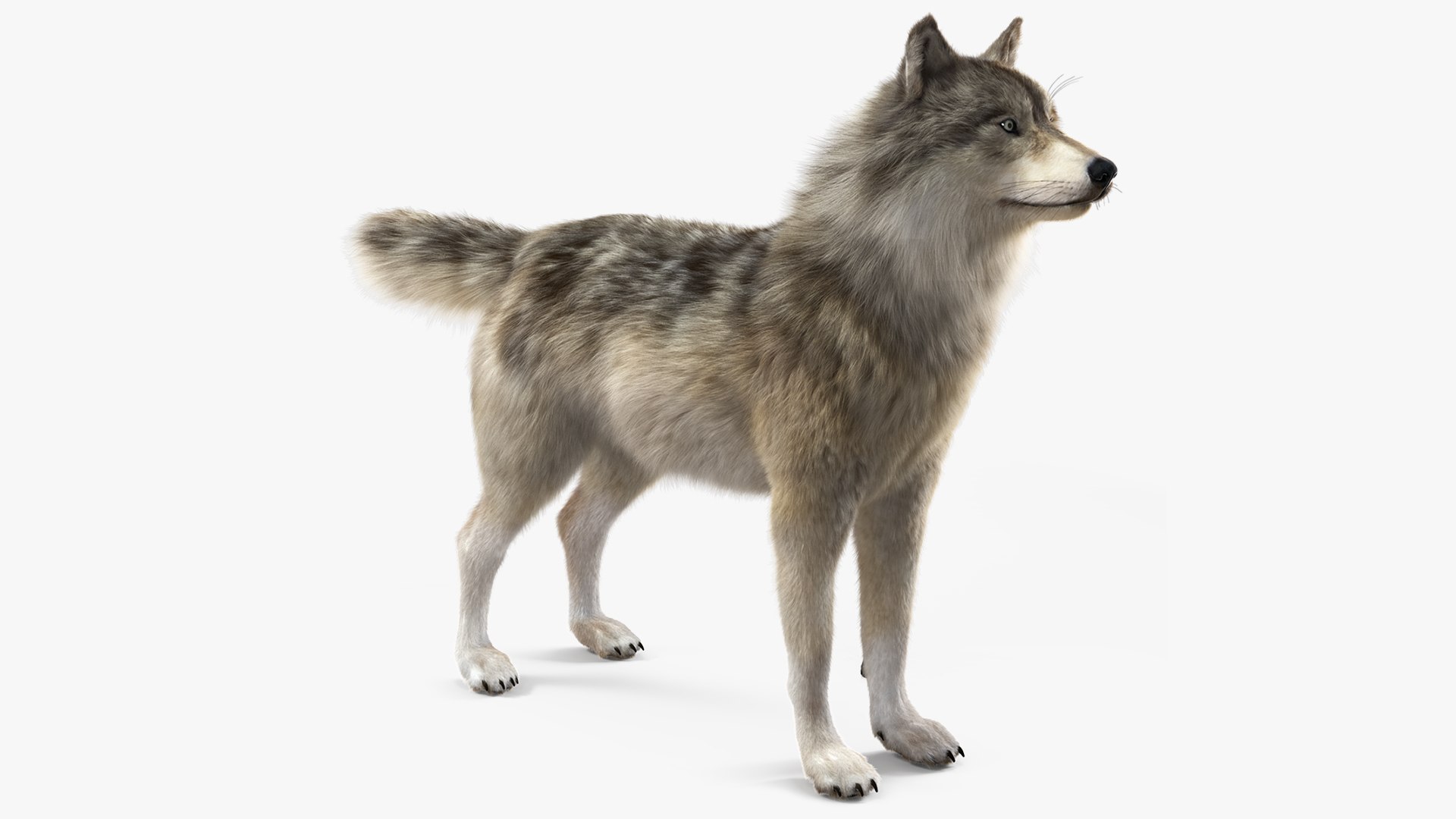 Grey Wolf Fur 3D model preview