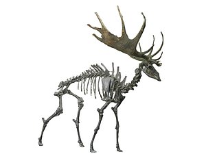 wisent skeleton hd 3D model