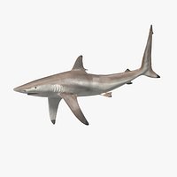 Realistic Spinner Shark Rigged for Maya