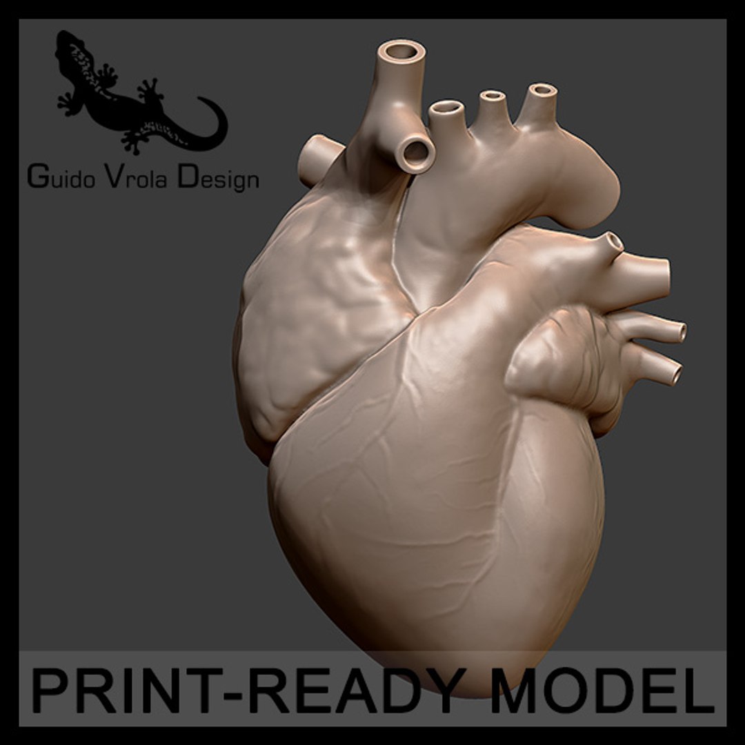 maya accurate printable human heart https://p.turbosquid.com/ts-thumb/yc/zlQDst/5JS8IvQl/printable_human_heart_01_lg/jpg/1415101189/1920x1080/fit_q87/e958acc7a074526ce72eeefbb92748469359baae/printable_human_heart_01_lg.jpg