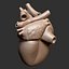 Printable accurate human heart