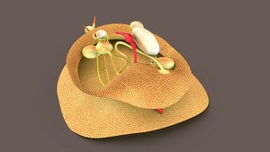 Mollusca