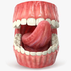 Realistic Human Mouth Rig 3ds MAX 3D model