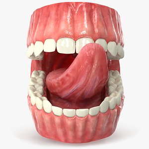 Realistic Human Mouth Rig 3ds MAX