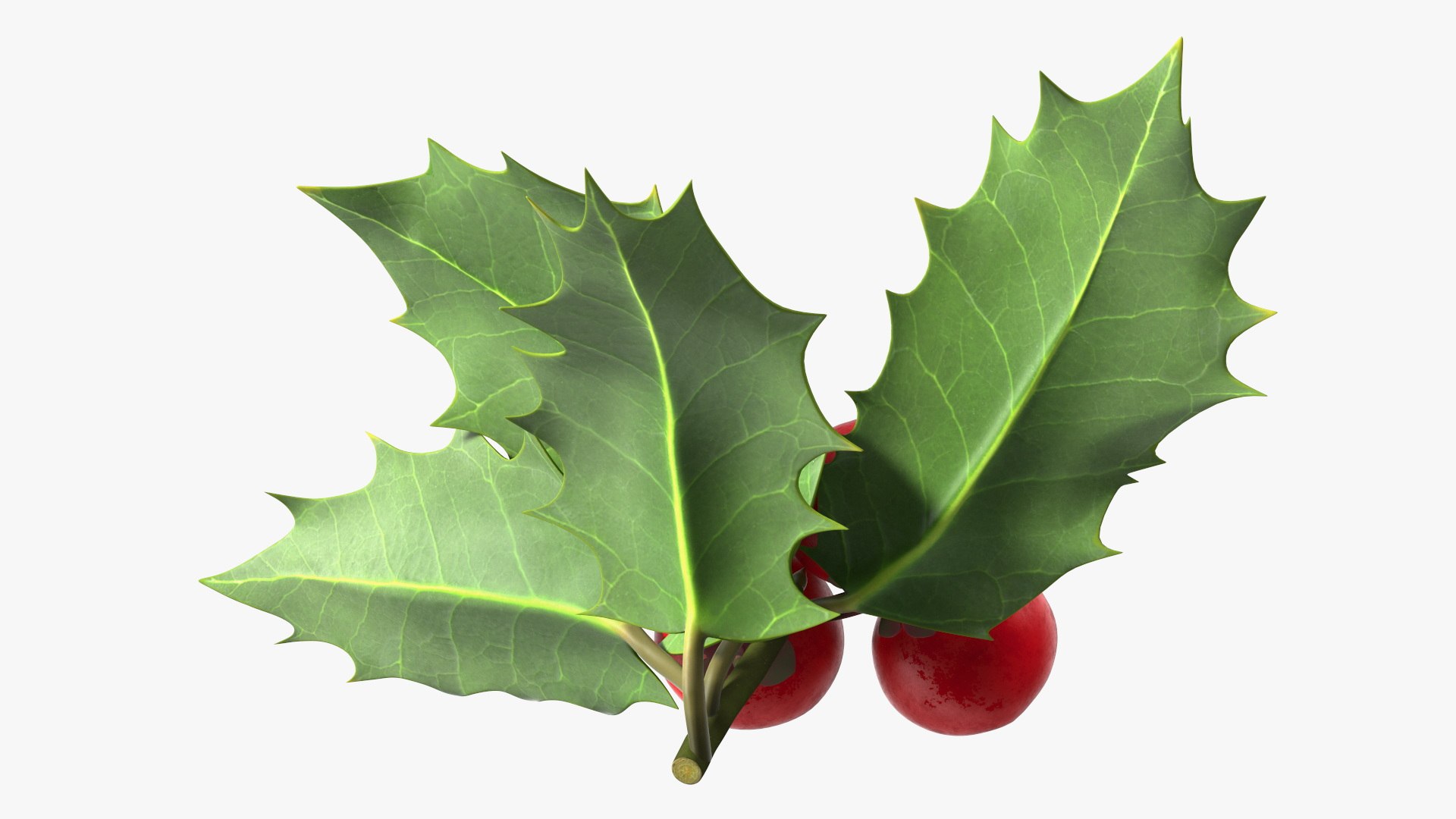 Berry Branches Collection 5 3D model https://p.turbosquid.com/ts-thumb/yd/JBNqTs/1N/berrybranchescollection53dmodel025/jpg/1709640076/1920x1080/fit_q87/7980fe0081469908762b07f924901097c96910ec/berrybranchescollection53dmodel025.jpg