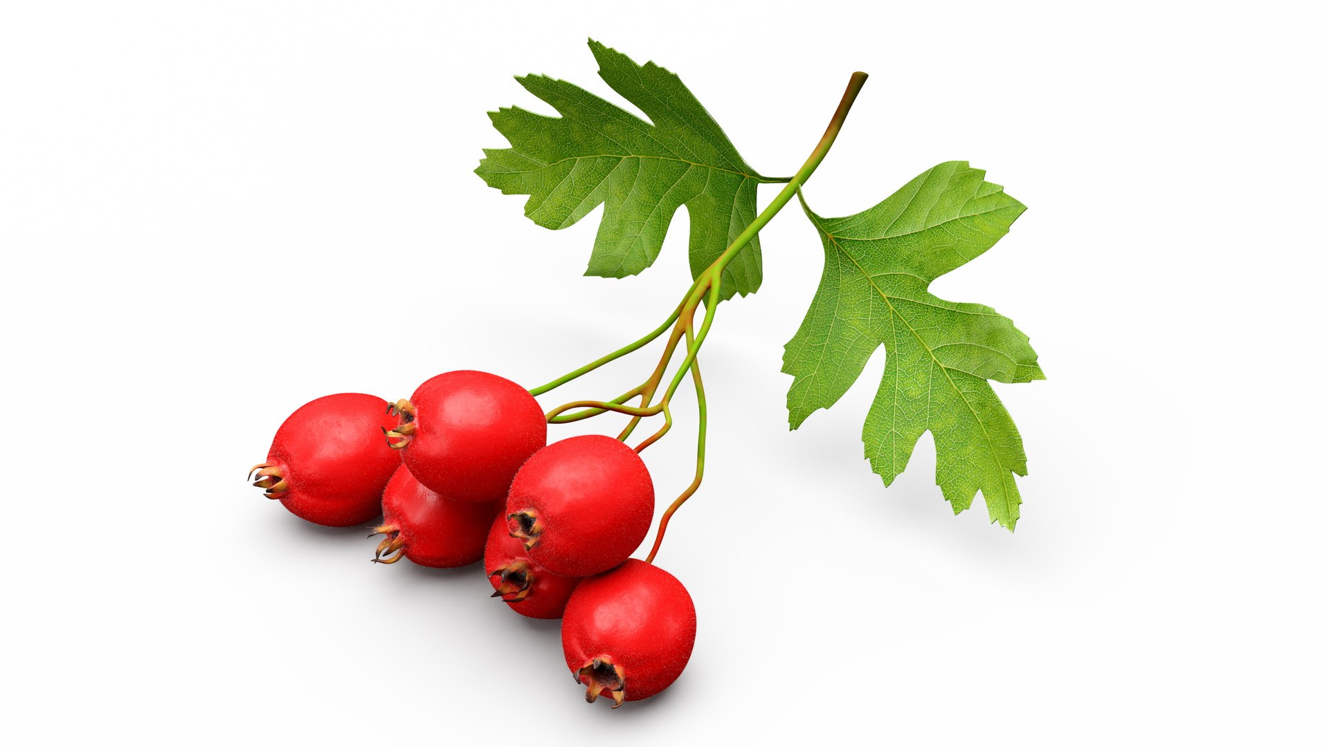 Berry Branches Collection 5 3D model https://p.turbosquid.com/ts-thumb/yd/JBNqTs/5L/berrybranchescollection53dmodel040/jpg/1709640149/1920x1080/fit_q87/652a619c11628fdc1fa427c8340335a708e6170c/berrybranchescollection53dmodel040.jpg