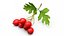 Berry Branches Collection 5