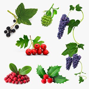 Berry Branches Collection 5 3D model