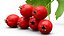 Berry Branches Collection 5