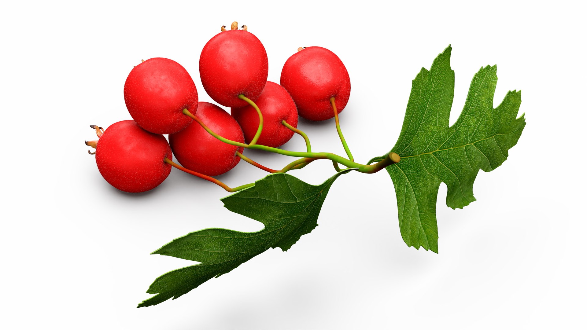 Berry Branches Collection 5 3D model https://p.turbosquid.com/ts-thumb/yd/JBNqTs/Km/berrybranchescollection53dmodel041/jpg/1709640153/1920x1080/fit_q87/6fa2a5e54a0d35151306e990a4db64384b289fcb/berrybranchescollection53dmodel041.jpg
