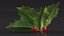 Berry Branches Collection 5