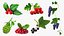 Berry Branches Collection 5