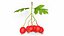 Berry Branches Collection 5
