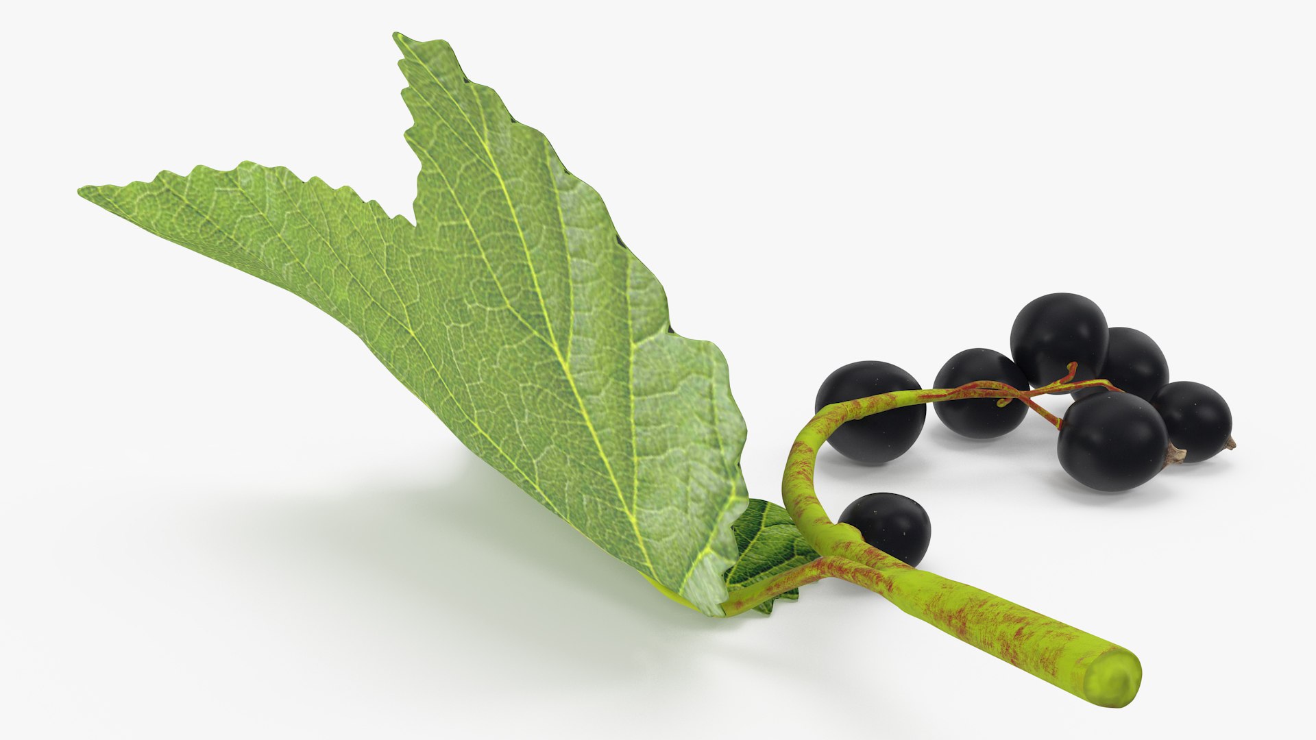 Berry Branches Collection 5 3D model https://p.turbosquid.com/ts-thumb/yd/JBNqTs/P3/berrybranchescollection53dmodel053/jpg/1709640215/1920x1080/fit_q87/754aa8999a81d1a38522b7a60d7e5483f9c4518a/berrybranchescollection53dmodel053.jpg