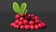 Berry Branches Collection 5