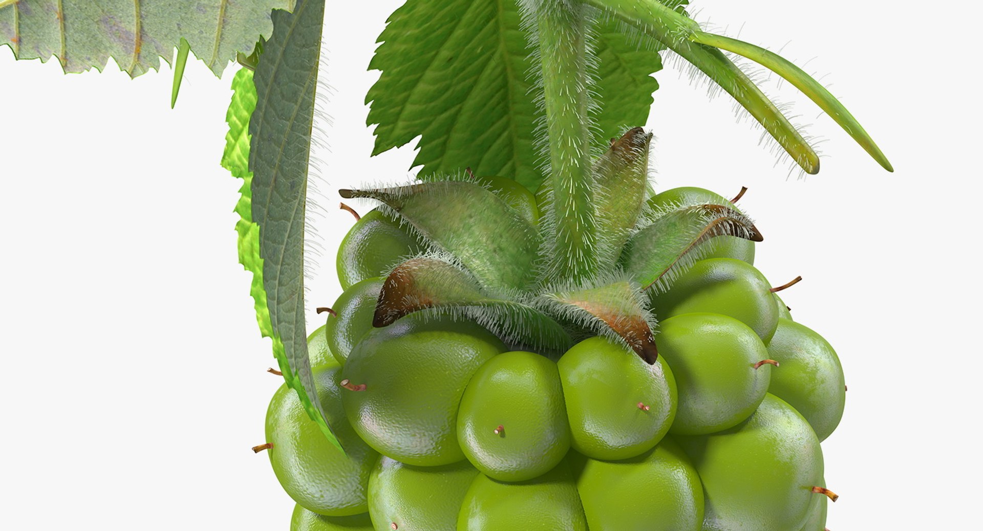 Berry Branches Collection 5 3D model https://p.turbosquid.com/ts-thumb/yd/JBNqTs/Qe/berrybranchescollection53dmodel034/jpg/1709640118/1920x1080/fit_q87/8f3f256c0f3a4c3ba1fe7604b59306fe4c85438b/berrybranchescollection53dmodel034.jpg