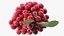 Berry Branches Collection 5