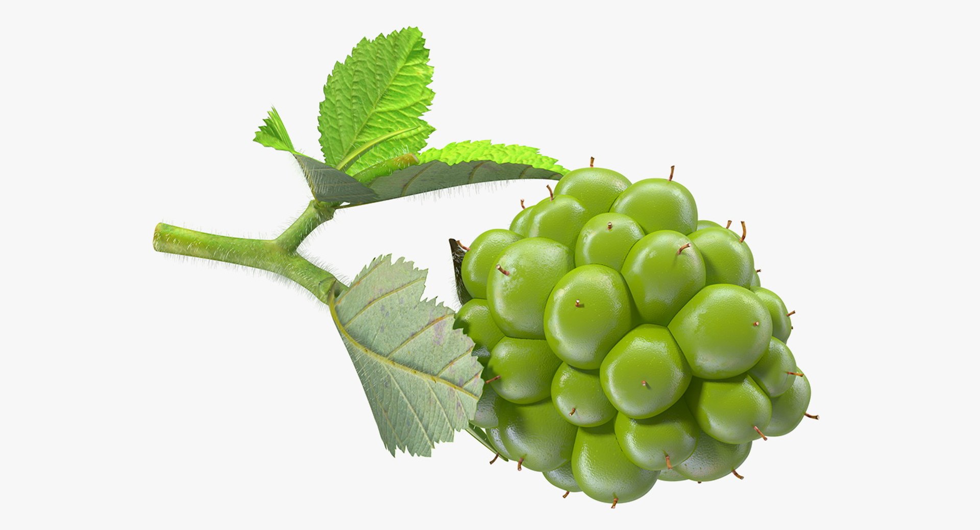 Berry Branches Collection 5 3D model https://p.turbosquid.com/ts-thumb/yd/JBNqTs/VH/berrybranchescollection53dmodel030/jpg/1709640100/1920x1080/fit_q87/8574a87bad177a56dab393ef52d22506a531be60/berrybranchescollection53dmodel030.jpg