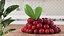Berry Branches Collection 5