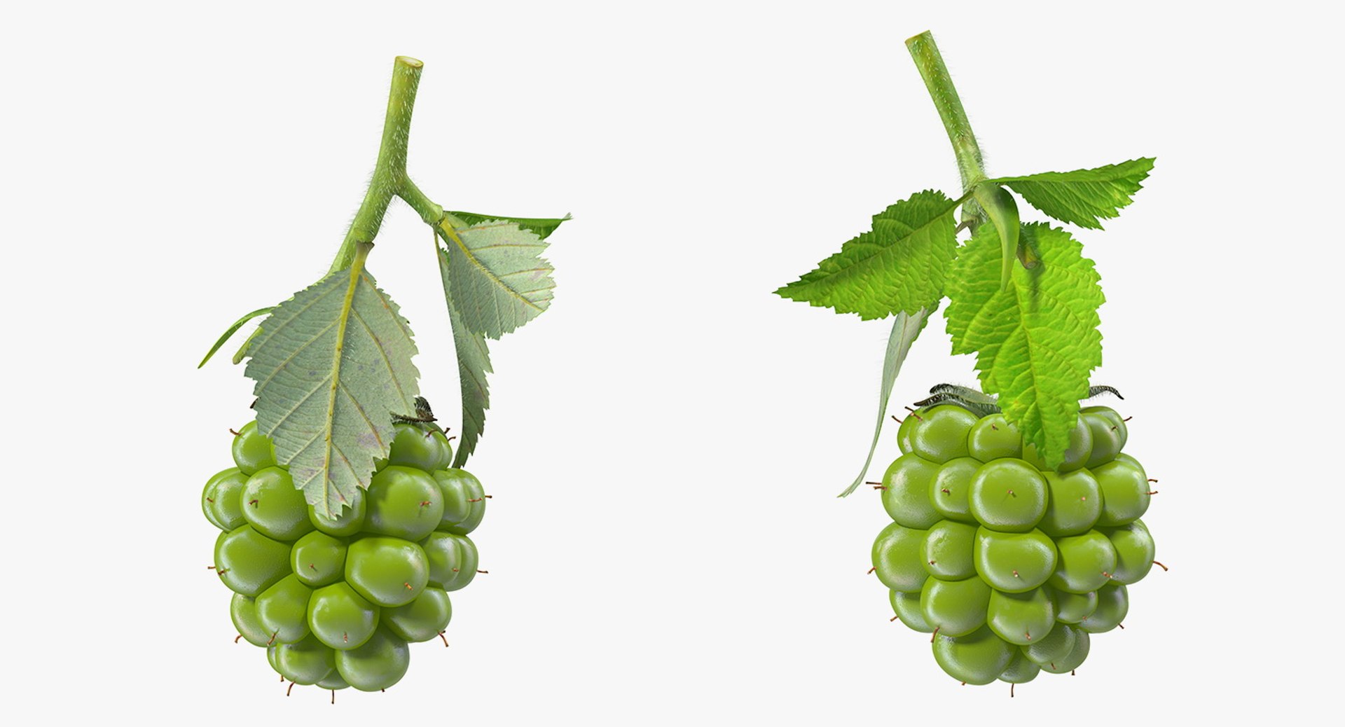 Berry Branches Collection 5 3D model https://p.turbosquid.com/ts-thumb/yd/JBNqTs/bT/berrybranchescollection53dmodel028/jpg/1709640090/1920x1080/fit_q87/0ed13ffeb60148ea70277897ea54668ef503995b/berrybranchescollection53dmodel028.jpg