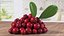 Berry Branches Collection 5