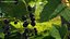 Berry Branches Collection 5