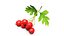 Berry Branches Collection 5