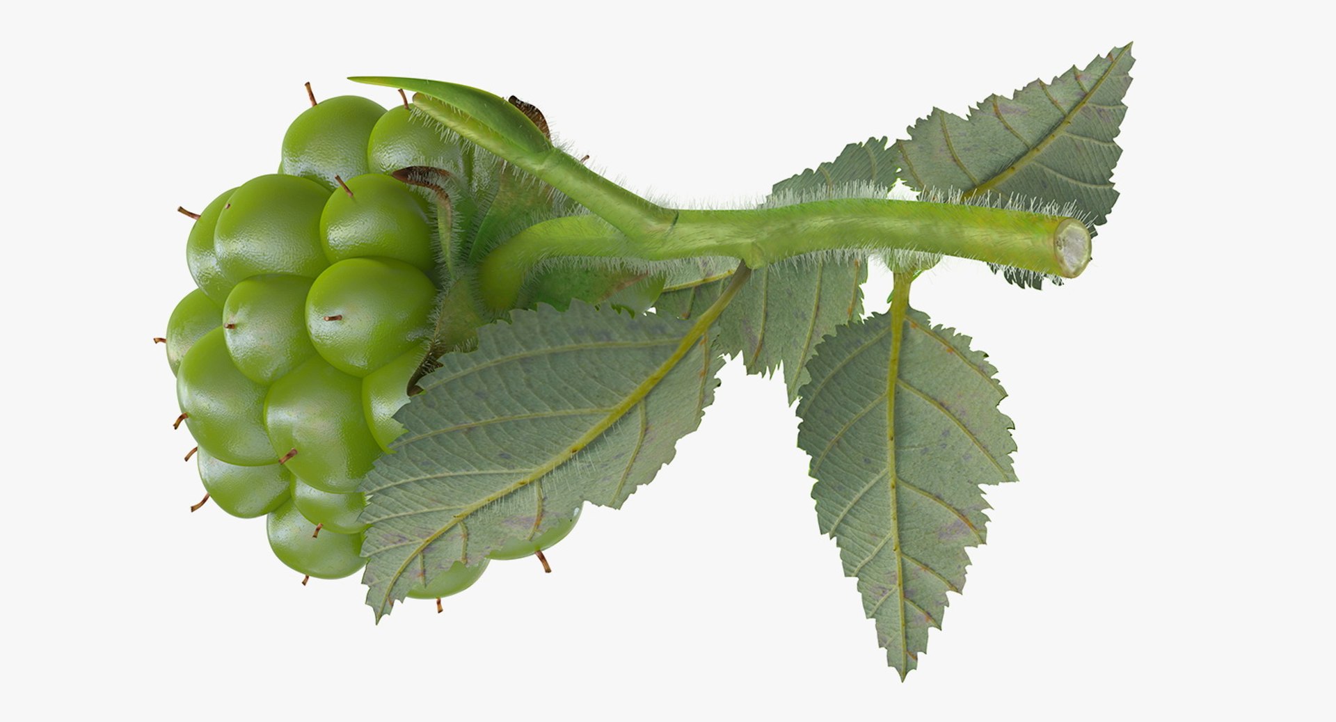 Berry Branches Collection 5 3D model https://p.turbosquid.com/ts-thumb/yd/JBNqTs/mJ/berrybranchescollection53dmodel031/jpg/1709640105/1920x1080/fit_q87/e6bd66a72d0e8bbfb5f2f0de12dde9e8b3bae445/berrybranchescollection53dmodel031.jpg