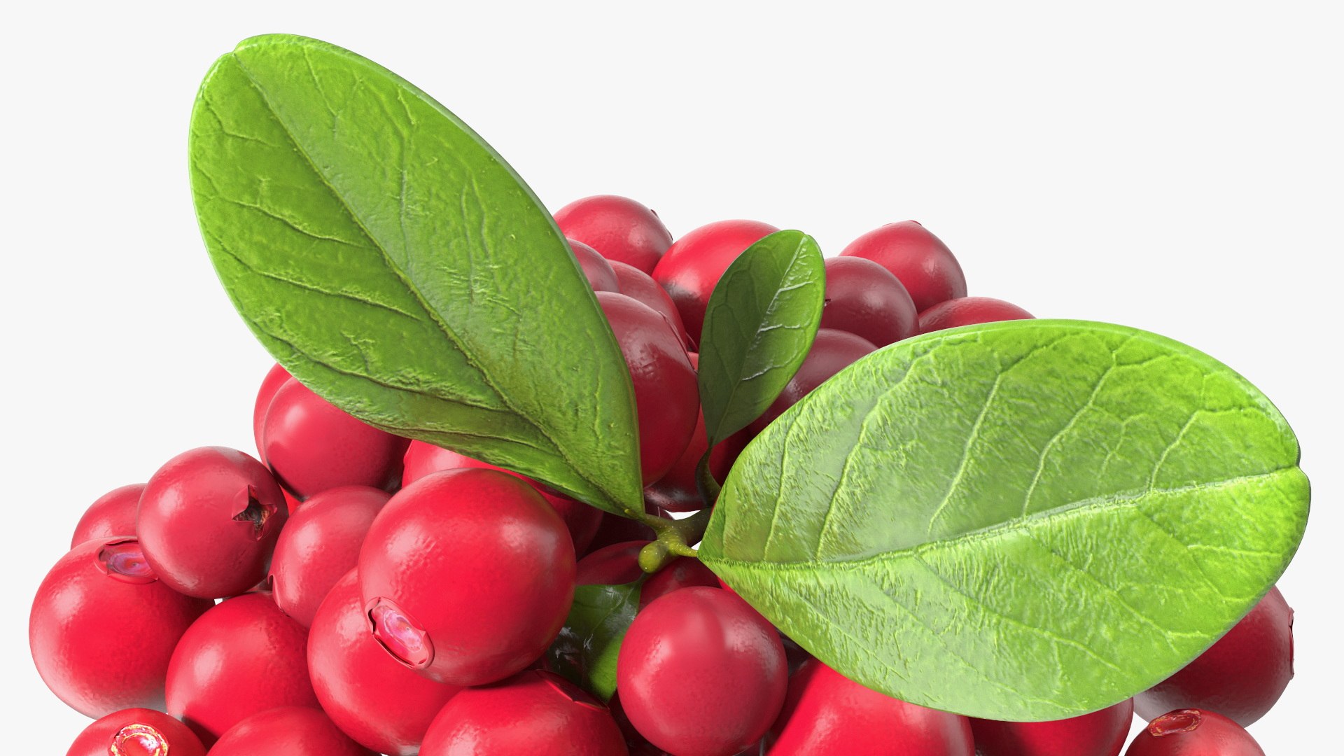 Berry Branches Collection 5 3D model https://p.turbosquid.com/ts-thumb/yd/JBNqTs/mu/berrybranchescollection53dmodel012/jpg/1709640007/1920x1080/fit_q87/5a2e86e146da1c9ef06269d6b396a16d76a41e30/berrybranchescollection53dmodel012.jpg