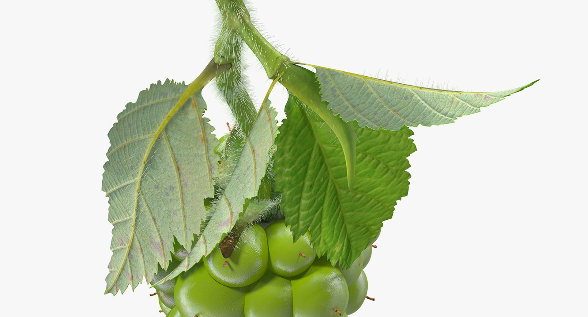 Berry Branches Collection 5 3D model https://p.turbosquid.com/ts-thumb/yd/JBNqTs/pT/berrybranchescollection53dmodel033/jpg/1709640114/1920x1080/fit_q87/61c1a43ceebb30749e0bbaf7a092839fbc5c4919/berrybranchescollection53dmodel033.jpg