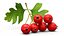 Berry Branches Collection 5