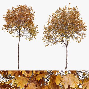 3D Autumn Acer platanoides model