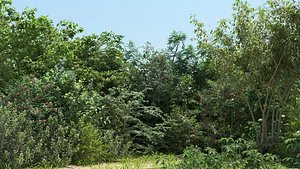 60 Summer Shrubs