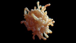 Leukocyte Macrophage White Blood Cell complex