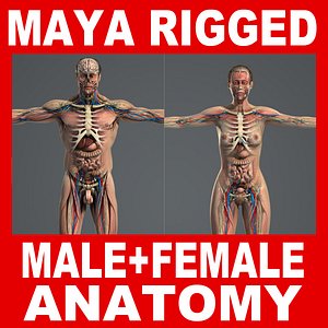MAYA RIGGED Male and Female Anatomy Complete Pack (Textured)