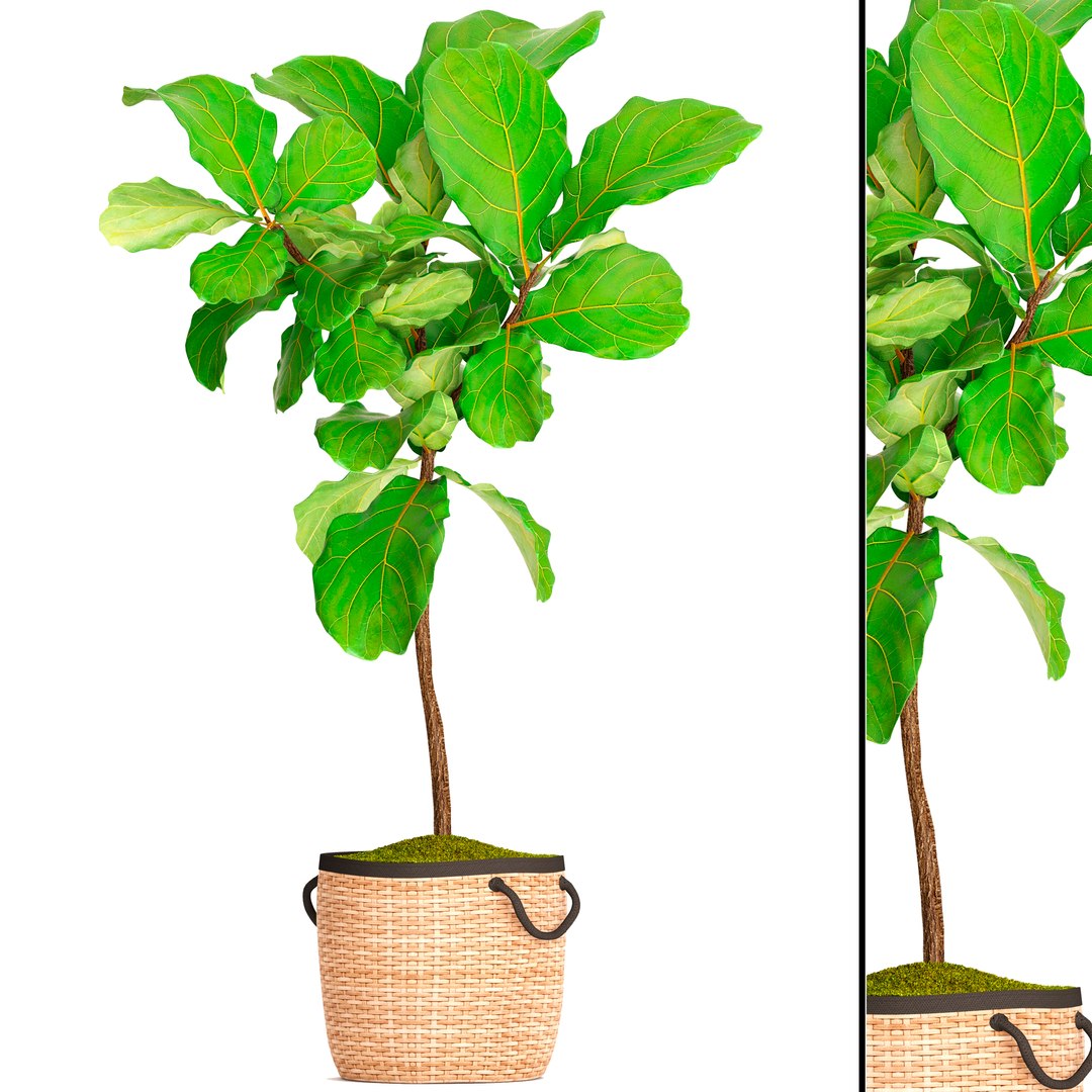 3D ficus lyrata trees - TurboSquid 1171431