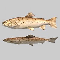 Fish Brown Trout
