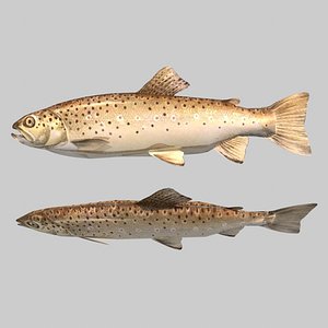Fish Brown Trout