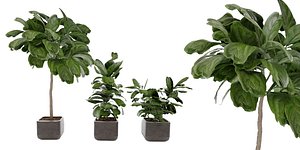 Collection plant vol 18 - blender model 3D model