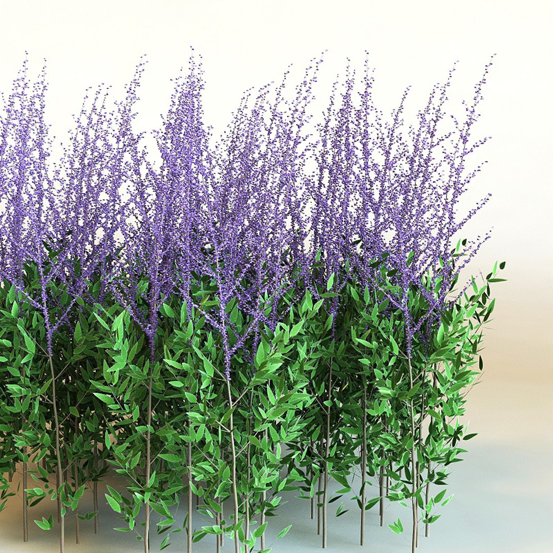 Perovskia Atriplicifolia Modelled 3d Model