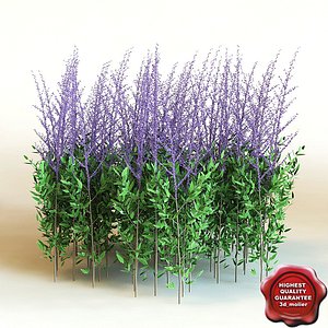 3d model of shrub Perovskia ATriplicifolia