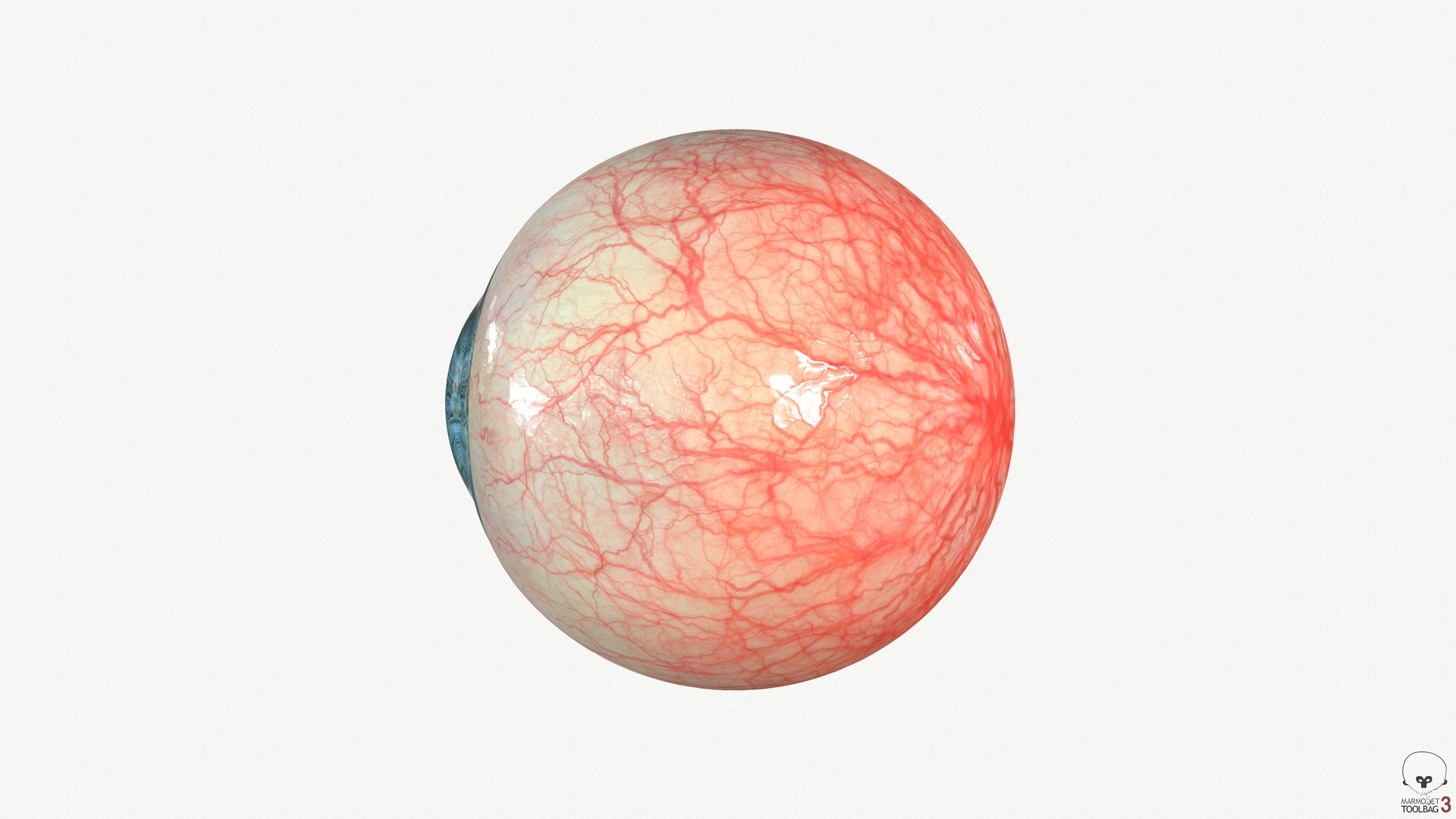 Eye Blue 1 Real-time 3D model 4k texture Marmoset Toolbag3 Maya FBX OBJ model https://p.turbosquid.com/ts-thumb/ye/uROmxB/zE/screenshot125/png/1667293679/1920x1080/fit_q87/370498f160289286426b0d5ec3aa199d03f387ed/screenshot125.jpg