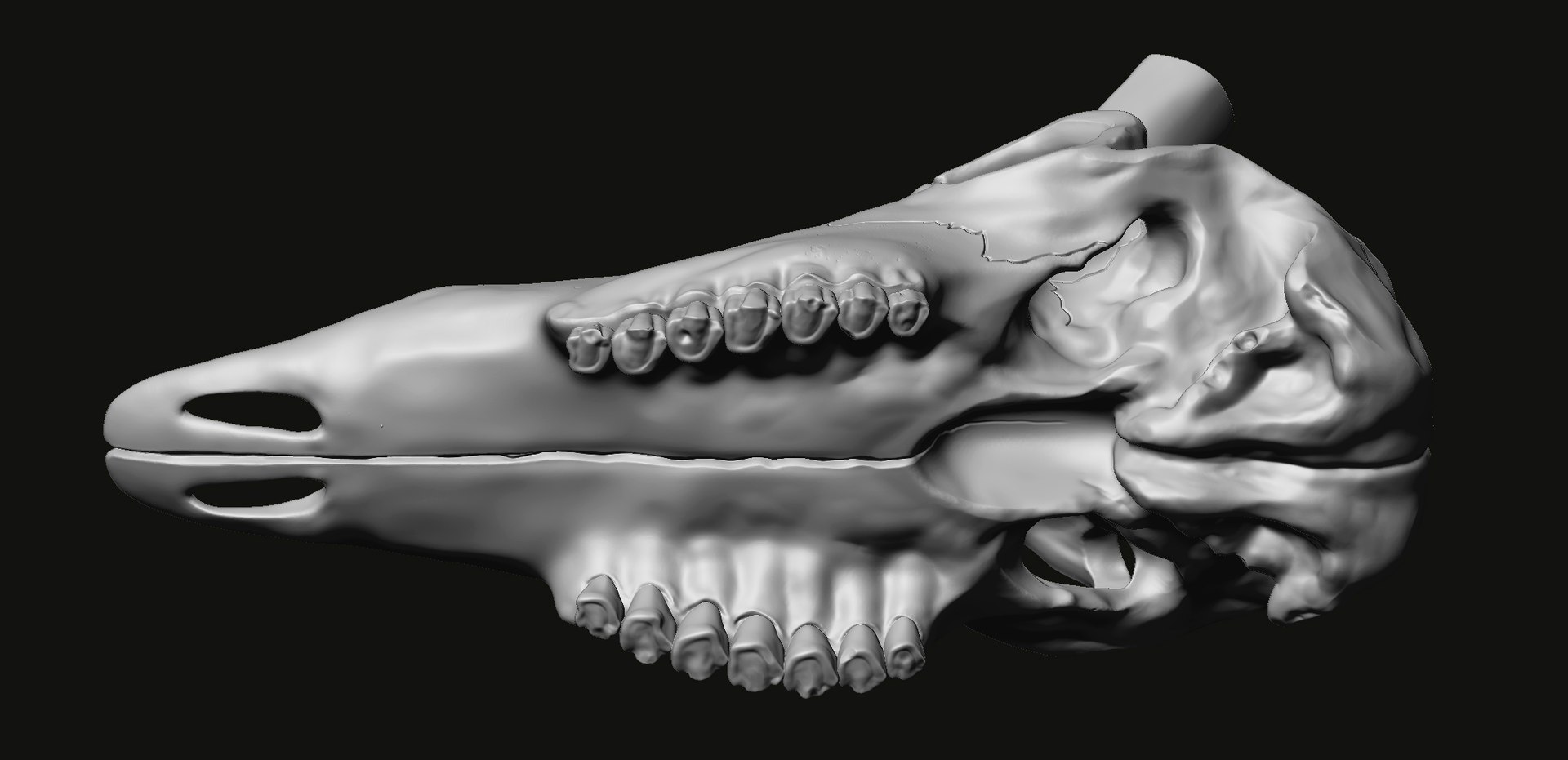 3D Kudu skull with stand and wall maunt 3D print model model https://p.turbosquid.com/ts-thumb/yf/ENWdcr/34/9/jpg/1750682268/1920x1080/fit_q87/d45d778749df9ccf10d2dc0b6c4f07b44e6e0e7f/9.jpg