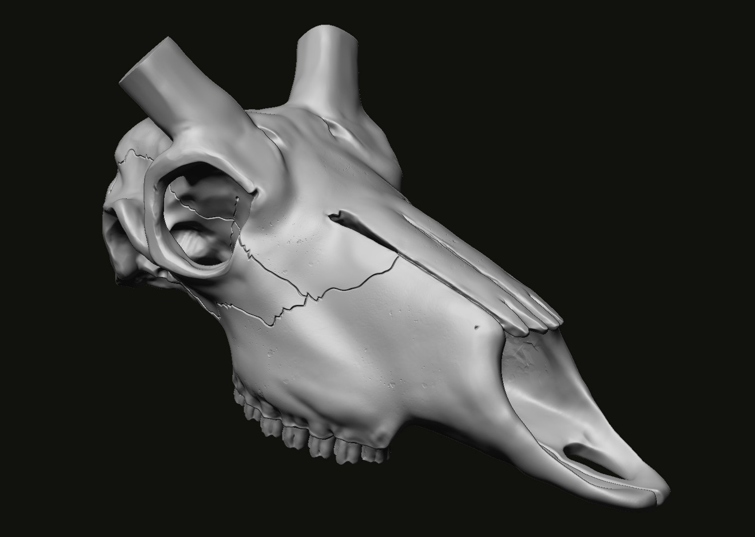 3D Kudu skull with stand and wall maunt 3D print model model https://p.turbosquid.com/ts-thumb/yf/ENWdcr/4w/11/jpg/1750682269/1920x1080/fit_q87/e7327072238c1a9a39e10b19f8442989faa96ac4/11.jpg