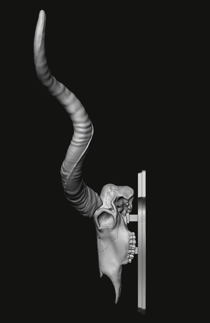 3D Kudu skull with stand and wall maunt 3D print model model https://p.turbosquid.com/ts-thumb/yf/ENWdcr/Qa/18/jpg/1750682272/1920x1080/fit_q87/124b0dedd1a69bb5482205a498185e197d10dfc6/18.jpg
