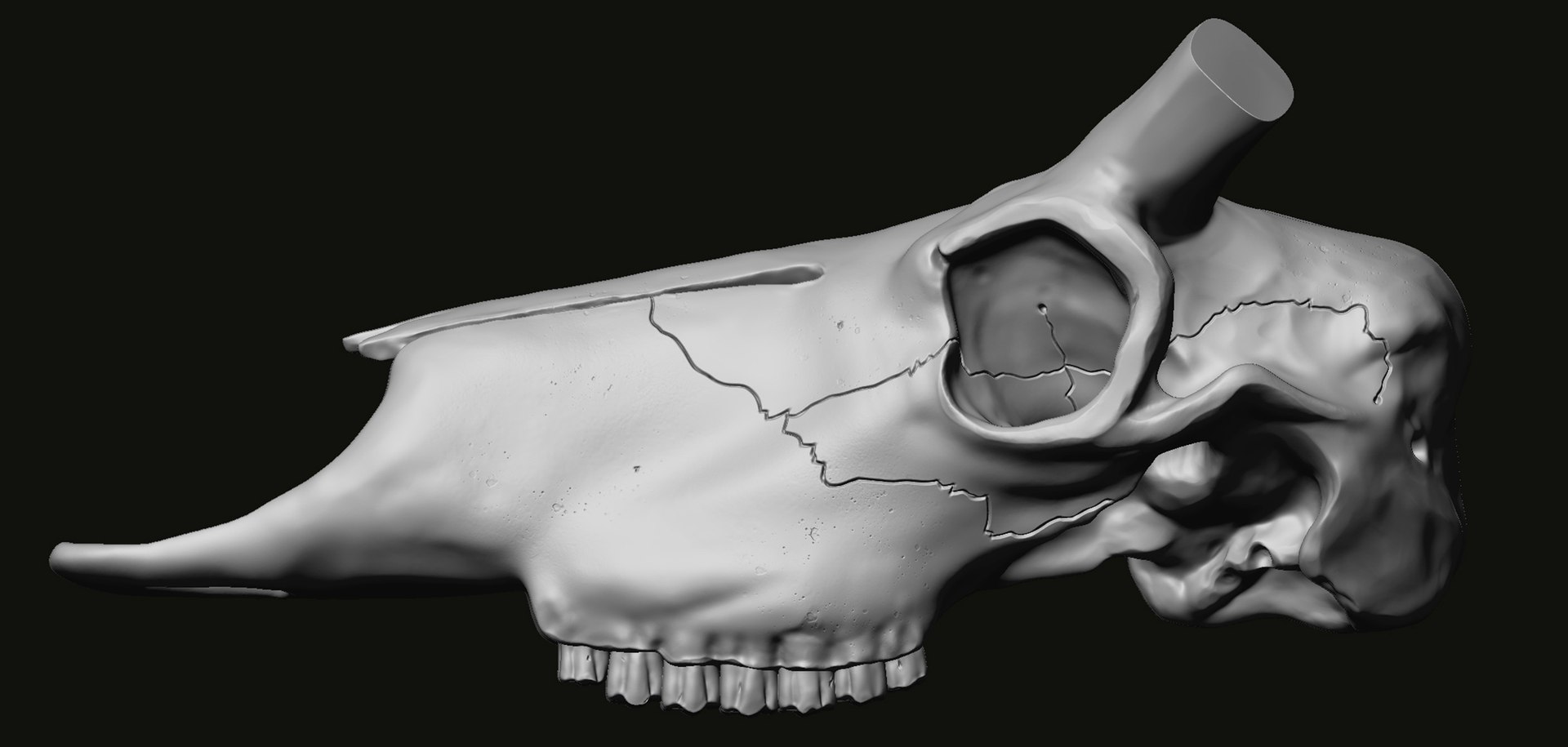 3D Kudu skull with stand and wall maunt 3D print model model https://p.turbosquid.com/ts-thumb/yf/ENWdcr/U8/squidimage1/jpg/1750683164/1920x1080/fit_q87/59c580bdfb5503c33cd97eb3a968d12cd95c0065/squidimage1.jpg