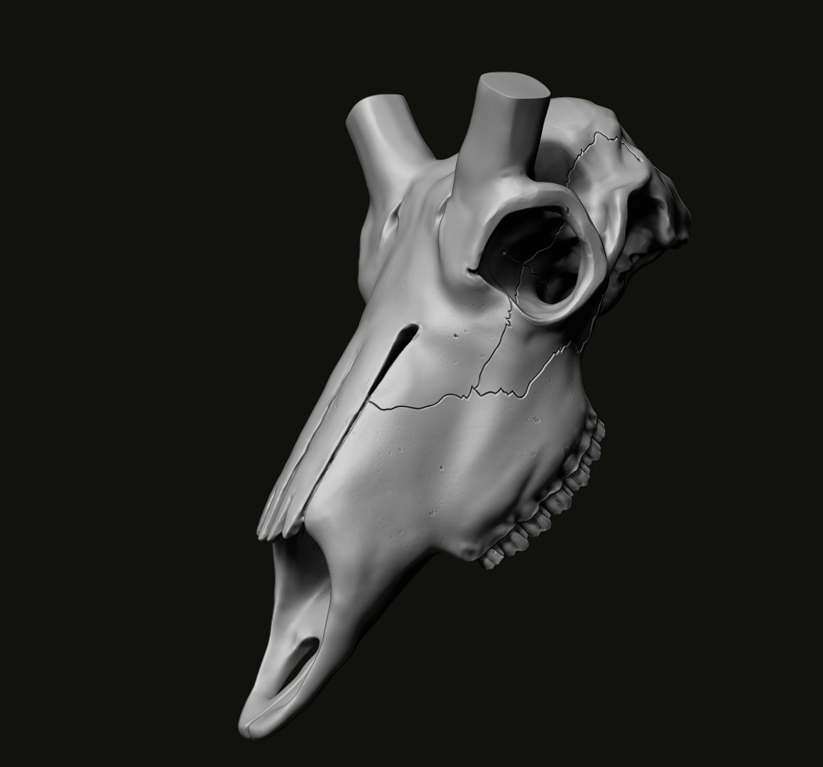 3D Kudu skull with stand and wall maunt 3D print model model https://p.turbosquid.com/ts-thumb/yf/ENWdcr/XX/10/jpg/1750682268/1920x1080/fit_q87/14073011658a4645b74f59e75c84807dc8d6ed87/10.jpg